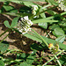 20090623 3802DSCw [D~LIP] Weiß-Klee (Trifolium repens), Bad Salzuflen