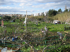 Benfica, a farm in the middle of the city (4)