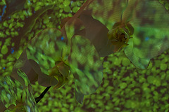 Camuflage Phalaenopsis