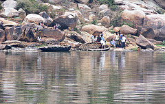 Coracles and rocks