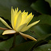 Nenúfar amarillo (Nymphaea mexicana)