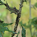 20090628 04206DSCw  [D~LIP] Schwarze Bohnenlaus (Aphis fabae), Kugeldistel (Echinops banaticus), Bad Salzuflen