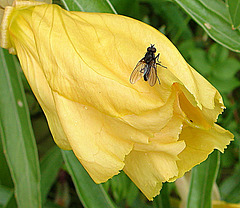 20090628 04225DSCw [D~LIP] Missouri-Nachtkerze (Oenothera missouriensis), Kleine Kohlfliege (Delia radicum), Bad Salzuflen