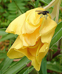 20090628 04226DSCw [D~LIP] Missouri-Nachtkerze (Oenothera missouriensis), Kleine Kohlfliege (Delia radicum), Bad Salzuflen