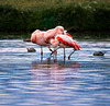 flamingo chaos