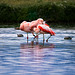 flamingo chaos