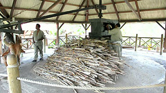 Zuckerrohrmühle