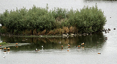 20090910 0513Aw ]D~MS] Wasservögel, Limikolen, Rieselfelder, Münster