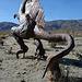 Galleta Meadows Estates Dinosaur Sculpture (3669)