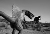 Galleta Meadows Estates Dinosaur Sculpture (3674A)