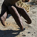 Galleta Meadows Estates Dinosaur Sculpture (3691)