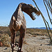 Galleta Meadows Estates Dinosaur Sculpture (3709)