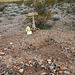 Rhyolite Cemetery - Outside The Fence (5308)