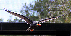 20090827 0331Aw [D~ST] Inka-Seeschwalbe (Larosterna inca), Zoo Rheine