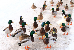 Duckparty