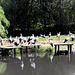 20090827 0370Aw [D~ST] Weißstorch (Ciconia ciconia), Zoo Rheine