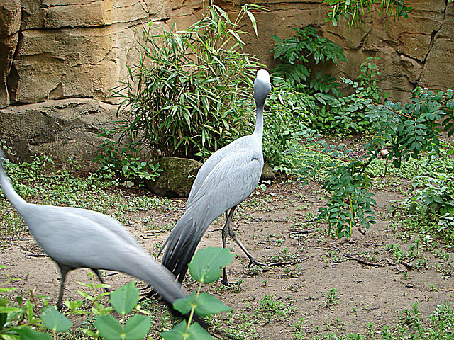 20090611 3150DSCw [D~H] Paradieskranich, Zoo Hannover