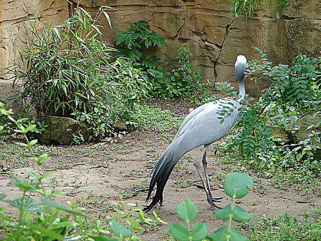 20090611 3151DSCw [D~H] Paradieskranich, Zoo Hannover