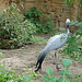 20090611 3151DSCw [D~H] Paradieskranich, Zoo Hannover
