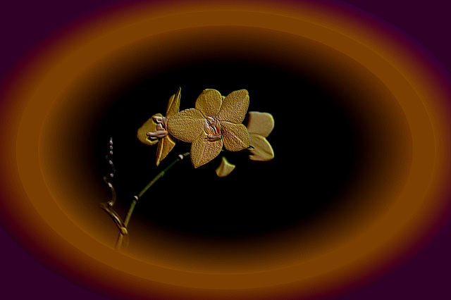 Meine goldene Orchidee