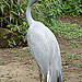 20090611 3152DSCw [D~H] Paradieskranich, Zoo Hannover