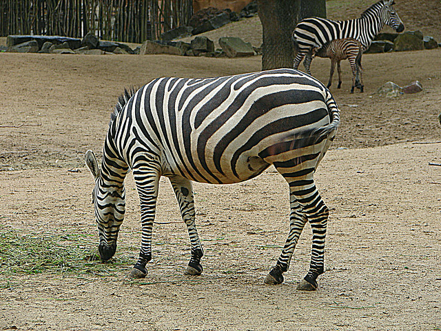 20090611 3155DSCw [D~H] Steppenzebra (Equus quagga), Zoo Hannover