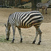 20090611 3155DSCw [D~H] Steppenzebra (Equus quagga), Zoo Hannover