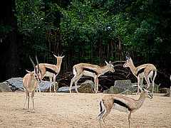 20090611 3156DSCw [D~H] Thomsongazelle (Gazella thomsonii), Zoo Hannover
