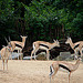 20090611 3156DSCw [D~H] Thomsongazelle (Gazella thomsonii), Zoo Hannover
