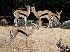 20090611 3157DSCw [D~H] Thomsongazelle (Gazella thomsonii), Zoo Hannover