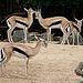 20090611 3157DSCw [D~H] Thomsongazelle (Gazella thomsonii), Zoo Hannover