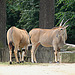 20090611 3158DSCw [D~H] Elenantilope (Taurotragus oryx), Zoo Hannover