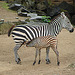 20090611 3162DSCw [D~H] Steppenzebra, Zoo Hannover