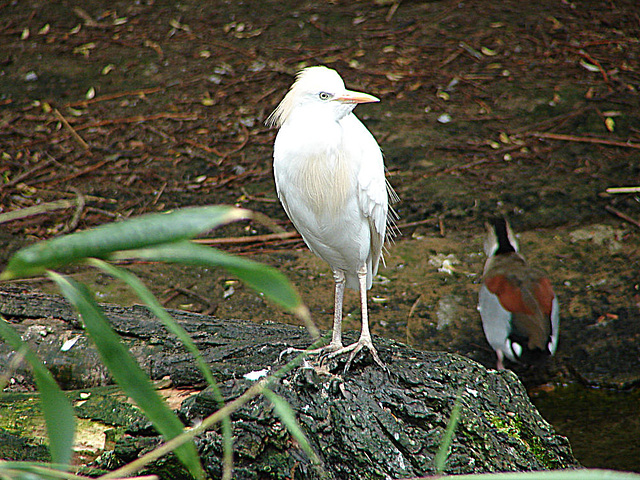 20090611 3163DSCw [D~H] Kuhreiher (Bubulcus ibis), Ente, Zoo Hannover