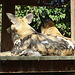 20071009 0311DSCw [D~OS] Afrikanischer Wildhund, Osnabrück
