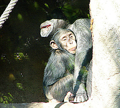 20071009 0317DSCw [D~OS] Schimpansen, Osnabrück