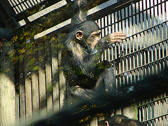 20071009 0318DSCw [D~OS] Schimpanse, Osnabrück