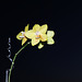 Meine gelbe Orchidee