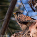Cernicalo vulgar (Falco tinnunculus canariensis) Macho