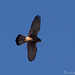 Cernicalo vulgar (Falco tinnunculus canariensis) Macho