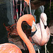 20071009 0306DSCw [D~OS] Kuba-Flamingo (Phoenicopterus ruber), Chile-Flamingo (Kuba-Flamingo (Phoenicopterus chilensis), Zoo Osnabrück