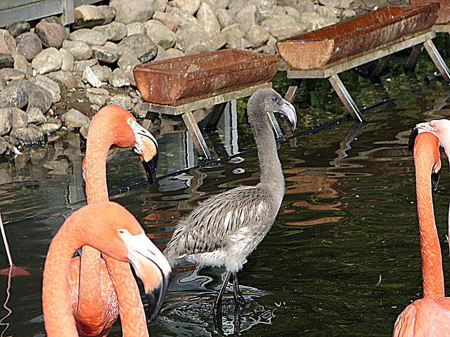 20071009 0309DSCw [D~OS] Kuba-Flamingo (Phoenicopterus ruber), Zoo Osnabrück