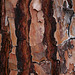 Pine bark - Viana de Cega