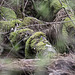 20100408 1968aw Großes Torfmoor