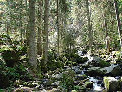 20070430 0290DSCw [D~VS] Triberger Wasserfälle, Triberg