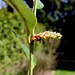 20100407 1937Aw [D~LIP] Kirschlorbeer Blütenknospe, Bad Salzuflen