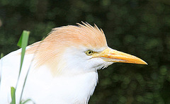 20090827 0278Aw [D~ST] Kuhreiher (Bubulcus ibis), Zoo Rheine