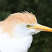 20090827 0278Aw [D~ST] Kuhreiher (Bubulcus ibis), Zoo Rheine