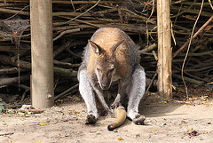 20090827 0280Aw [D~ST] Bennett-Känguru (Macropus rufogriseus), Zoo Rheine