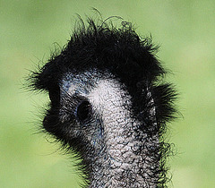 20090827 0282Aw [D~ST] Emu (Dromaius novaehollandia), Zoo Rheine